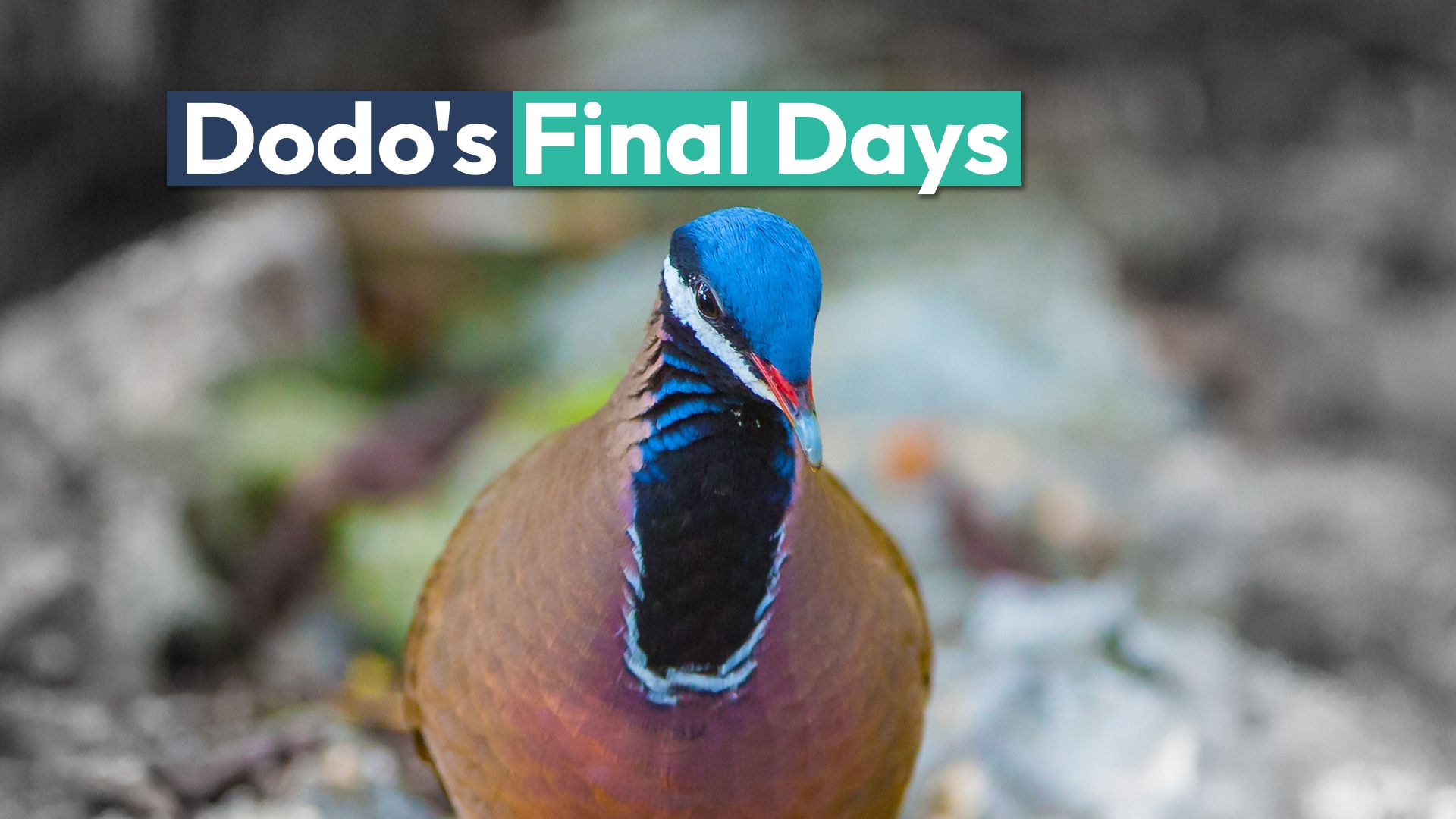 Το "dodo της Καραϊβικής" μπορεί σύντομα να φύγει για πάντα