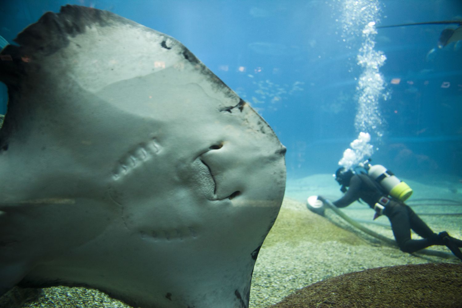 Πού να πάτε κατάδυση και κολύμβηση με αναπνευστήρα στα ενυδρεία