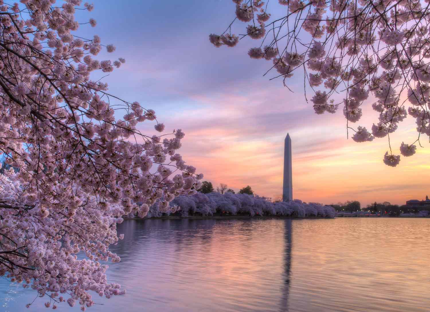Εθνικός Οδηγός Μεταφορών Φεστιβάλ Κερίδας Blossom