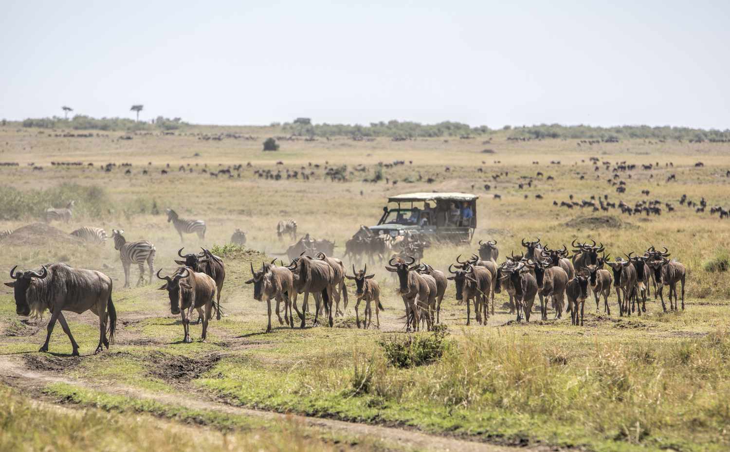 Εθνικό αποθεματικό Masai Mara, Κένυα: Ο πλήρης οδηγός
